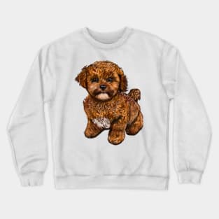 Cavapoochon Cavapoo Cavoodle - Lucky the cute  cavalier King Charles spaniel Bichon frise Crewneck Sweatshirt